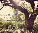 Quotes about Love - Love is like wildflowers... it is often found in the most unlikely places