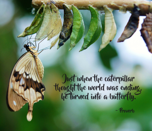 Proverb about Caterpillar