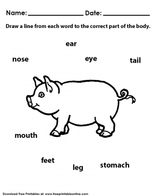 Parts of the Body Animal Worksheet