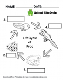 Animal Life Cycle - Life Cycle Of a Frog Primary School Worksheets