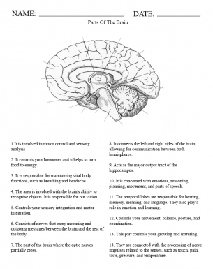 Parts of the Brain Middle School Worksheet - Explains the functions of each part of the human brain