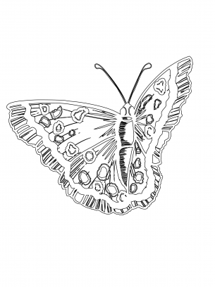 Amazing Butterfly Coloring Sheet