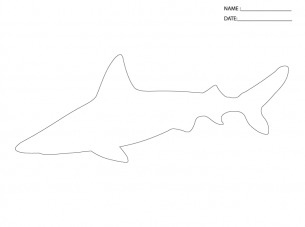 Activity Templates Shark