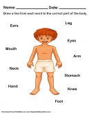 Parts of The Human Body Worksheet - Draw a line from each work to the correct part of the body