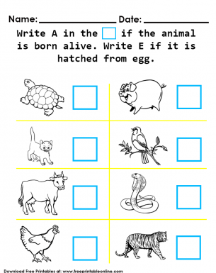Write (A) in the Square if the animal is born alive. Write (E) if it is hatched from an egg.