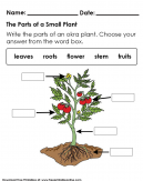 Write the parts of a small plant in the correct box to learn how to identify the part of a plant worksheet