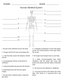 Parts of the human skeletal system