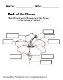 Parts of the flower Identify and write the parts of the flower in the box provided