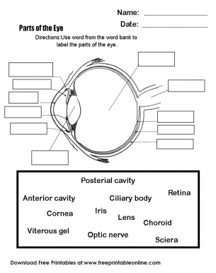 In this worksheet we learn about parts of the eye by adding the names to the labels